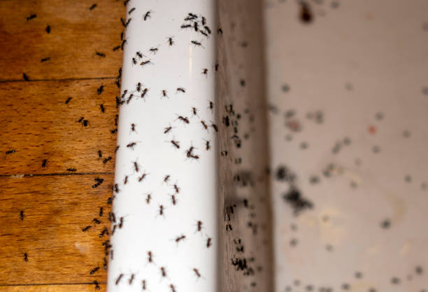 Best Affordable Pest Control Services  in Weatherford, OK