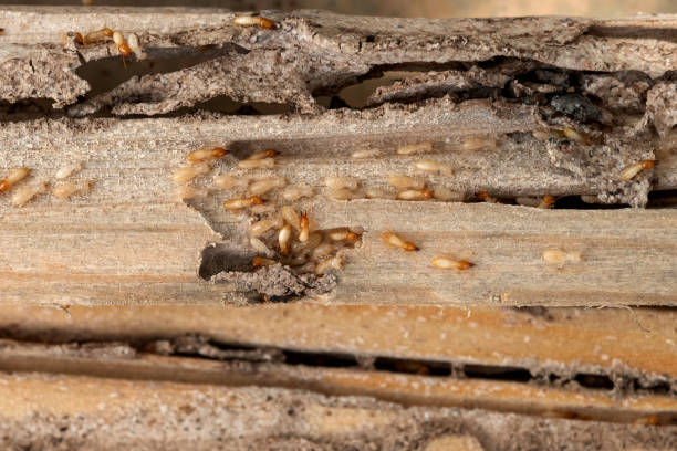 Bird Control in Weatherford, OK